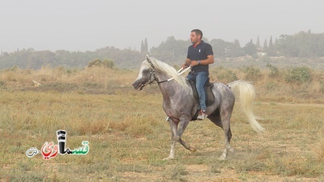 فيديو : فتيان وشباب كفرقاسم في مهرجان الخيول القسماوية في سهل البلدة .. لكن ينقصهم الدعم والرعاية من البلدية  